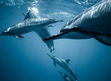 app下载:开启高效生活的新钥匙